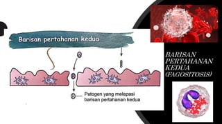 BARISAN
PERTAHANAN
KEDUA
(FAGOSITOSIS)
 
