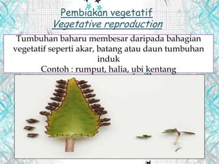 Pembiakan vegetatif
Vegetative reproduction
Tumbuhan baharu membesar daripada bahagian
vegetatif seperti akar, batang atau daun tumbuhan
induk
Contoh : rumput, halia, ubi kentang
 