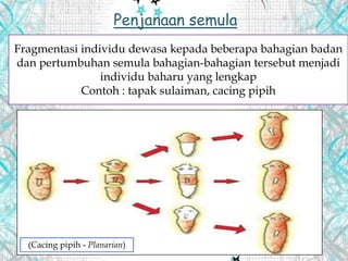 Penjanaan semula
(Cacing pipih - Planarian)
Fragmentasi individu dewasa kepada beberapa bahagian badan
dan pertumbuhan semula bahagian-bahagian tersebut menjadi
individu baharu yang lengkap
Contoh : tapak sulaiman, cacing pipih
 