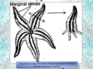 Organisma yang dihasilkan melalui penjanaan semula
(Tapak Sulaiman- Starfish)
 