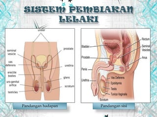 Pandangan hadapan Pandangan sisi
 