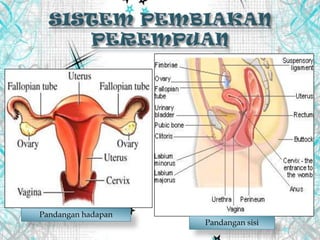 Pandangan hadapan
Pandangan sisi
 