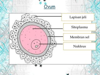 Ovum
Lapisan jeli
Sitoplasma
Membran sel
Nukleus
 