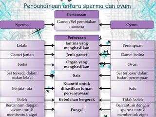 Perbandingan antara sperma dan ovum
Persamaan
Gamet/Sel pembiakan
manusiaSperma Ovum
Jantina yang
menghasilkan
Perbezaan
Jenis gamet
Organ yang
menghasilkan
Saiz
Kuantiti untuk
dihasilkan tujuan
persenyawaan
Kebolehan bergerak
Fungsi
PerempuanLelaki
Gamet jantan Gamet betina
Testis Ovari
Sel terkecil dalam
badan lelaki
Sel terbesar dalam
badan perempuan
SatuBerjuta-juta
Boleh Tidak boleh
Bercantum dengan
sperma untuk
membentuk zigot
Bercantum dengan
ovum untuk
membentuk zigot
 