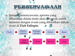  Semasa persenyawaan, sperma yang
dihasilkan dalam testis akan bergerak untuk
bertemu dengan ovum yang dihasilkan dalam
ovari di Tiub Fallopio.
Testis
Duktus
sperma
Kelenjar
prostat
Uretra Zakar
FarajServiksUterus
Tiub
Fallopio
 