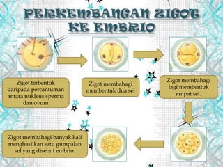 Zigot terbentuk
daripada percantuman
antara nukleus sperma
dan ovum
Zigot membahagi
membentuk dua sel
Zigot membahagi
lagi membentuk
empat sel.
Zigot membahagi banyak kali
menghasilkan satu gumpalan
sel yang disebut embrio.
 
