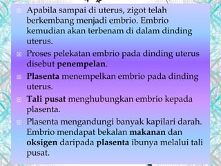  Apabila sampai di uterus, zigot telah
berkembang menjadi embrio. Embrio
kemudian akan terbenam di dalam dinding
uterus.
 Proses pelekatan embrio pada dinding uterus
disebut penempelan.
 Plasenta menempelkan embrio pada dinding
uterus.
 Tali pusat menghubungkan embrio kepada
plasenta.
 Plasenta mengandungi banyak kapilari darah.
Embrio mendapat bekalan makanan dan
oksigen daripada plasenta ibunya melalui tali
pusat.
 
