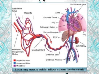 Bahan yang meresap melalui tali pusat antara ibu dan embrio
 