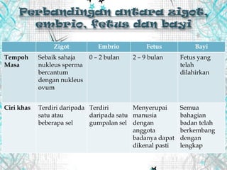 Zigot Embrio Fetus Bayi
Tempoh
Masa
Sebaik sahaja
nukleus sperma
bercantum
dengan nukleus
ovum
0 – 2 bulan 2 – 9 bulan Fetus yang
telah
dilahirkan
Ciri khas Terdiri daripada
satu atau
beberapa sel
Terdiri
daripada satu
gumpalan sel
Menyerupai
manusia
dengan
anggota
badanya dapat
dikenal pasti
Semua
bahagian
badan telah
berkembang
dengan
lengkap
 
