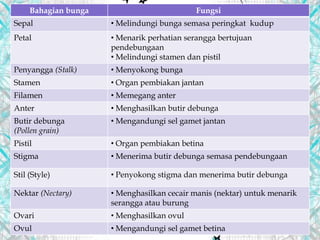 Bahagian bunga Fungsi
Sepal • Melindungi bunga semasa peringkat kudup
Petal • Menarik perhatian serangga bertujuan
pendebungaan
• Melindungi stamen dan pistil
Penyangga (Stalk) • Menyokong bunga
Stamen • Organ pembiakan jantan
Filamen • Memegang anter
Anter • Menghasilkan butir debunga
Butir debunga
(Pollen grain)
• Mengandungi sel gamet jantan
Pistil • Organ pembiakan betina
Stigma • Menerima butir debunga semasa pendebungaan
Stil (Style) • Penyokong stigma dan menerima butir debunga
Nektar (Nectary) • Menghasilkan cecair manis (nektar) untuk menarik
serangga atau burung
Ovari • Menghasilkan ovul
Ovul • Mengandungi sel gamet betina
 