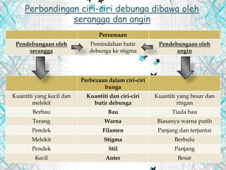 Perbandingan ciri-ciri debunga dibawa oleh
serangga dan angin
Persamaan
Pendebungaan oleh
serangga
Pemindahan butir
debunga ke stigma
Pendebungaan oleh
angin
Perbezaan dalam ciri-ciri
bunga
Kuantiti yang kecil dan
melekit
Kuantiti dan ciri-ciri
butir debunga
Kuantiti yang besar dan
ringan
Berbau Bau Tiada bau
Terang Warna Biasanya warna putih
Pendek Filamen Panjang dan terjuntai
Melekit Stigma Berbulu
Pendek Stil Panjang
Kecil Anter Besar
 