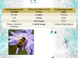 Pendebungaan oleh
serangga
Perbezaan dalam ciri-ciri
bunga
Pendebungaan oleh
angin
Pendek Tangkai Panjang
Ada Nektar Tiada
Besar Saiz bunga Kecil
Bunga matahari,
rambutan
Contoh bunga Lalang, Bunga jagung
 
