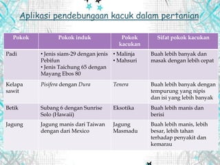 Pokok Pokok induk Pokok
kacukan
Sifat pokok kacukan
Padi • Jenis siam-29 dengan jenis
Pebifun
• Jenis Taichung 65 dengan
Mayang Ebos 80
• Malinja
• Mahsuri
Buah lebih banyak dan
masak dengan lebih cepat
Kelapa
sawit
Pisifera dengan Dura Tenera Buah lebih banyak dengan
tempurung yang nipis
dan isi yang lebih banyak
Betik Subang 6 dengan Sunrise
Solo (Hawaii)
Eksotika Buah lebih manis dan
berisi
Jagung Jagung manis dari Taiwan
dengan dari Mexico
Jagung
Masmadu
Buah lebih manis, lebih
besar, lebih tahan
terhadap penyakit dan
kemarau
Aplikasi pendebungaan kacuk dalam pertanian
 