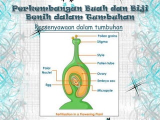 Persenyawaan dalam tumbuhan
 