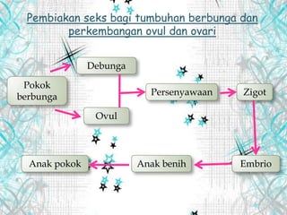 Pembiakan seks bagi tumbuhan berbunga dan
perkembangan ovul dan ovari
Pokok
berbunga
Debunga
Ovul
Persenyawaan Zigot
EmbrioAnak benihAnak pokok
 