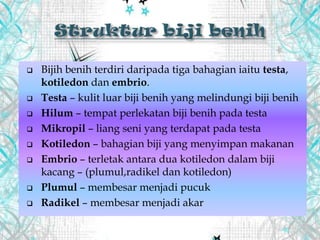  Bijih benih terdiri daripada tiga bahagian iaitu testa,
kotiledon dan embrio.
 Testa – kulit luar biji benih yang melindungi biji benih
 Hilum – tempat perlekatan biji benih pada testa
 Mikropil – liang seni yang terdapat pada testa
 Kotiledon – bahagian biji yang menyimpan makanan
 Embrio – terletak antara dua kotiledon dalam biji
kacang – (plumul,radikel dan kotiledon)
 Plumul – membesar menjadi pucuk
 Radikel – membesar menjadi akar
 