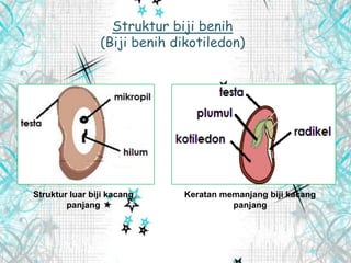 Struktur biji benih
(Biji benih dikotiledon)
Struktur luar biji kacang
panjang
Keratan memanjang biji kacang
panjang
 