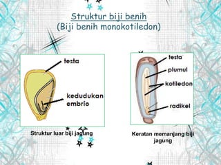 Struktur biji benih
(Biji benih monokotiledon)
Struktur luar biji jagung Keratan memanjang biji
jagung
 