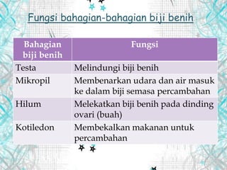 Bahagian
biji benih
Fungsi
Testa Melindungi biji benih
Mikropil Membenarkan udara dan air masuk
ke dalam biji semasa percambahan
Hilum Melekatkan biji benih pada dinding
ovari (buah)
Kotiledon Membekalkan makanan untuk
percambahan
Fungsi bahagian-bahagian biji benih
 