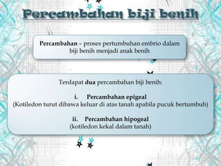 Percambahan – proses pertumbuhan embrio dalam
biji benih menjadi anak benih
Terdapat dua percambahan biji benih:
i. Percambahan epigeal
(Kotiledon turut dibawa keluar di atas tanah apabila pucuk bertumbuh)
ii. Percambahan hipogeal
(kotiledon kekal dalam tanah)
 