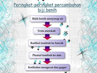 Peringkat-peringkat percambahan
biji benih
Bijih benih menyerap air
Testa merekah
Radikel tumbuh ke bawah
Plumul tumbuh ke atas
Kotiledon mengecut dan gugur
 