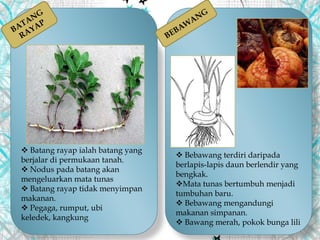  Batang rayap ialah batang yang
berjalar di permukaan tanah.
 Nodus pada batang akan
mengeluarkan mata tunas
 Batang rayap tidak menyimpan
makanan.
 Pegaga, rumput, ubi
keledek, kangkung
 Bebawang terdiri daripada
berlapis-lapis daun berlendir yang
bengkak.
Mata tunas bertumbuh menjadi
tumbuhan baru.
 Bebawang mengandungi
makanan simpanan.
 Bawang merah, pokok bunga lili
 