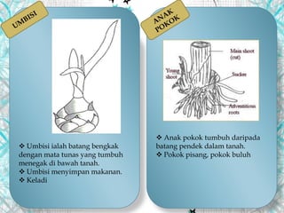  Umbisi ialah batang bengkak
dengan mata tunas yang tumbuh
menegak di bawah tanah.
 Umbisi menyimpan makanan.
 Keladi
 Anak pokok tumbuh daripada
batang pendek dalam tanah.
 Pokok pisang, pokok buluh
 
