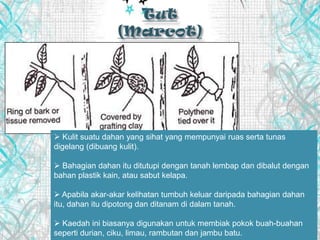  Kulit suatu dahan yang sihat yang mempunyai ruas serta tunas
digelang (dibuang kulit).
 Bahagian dahan itu ditutupi dengan tanah lembap dan dibalut dengan
bahan plastik kain, atau sabut kelapa.
 Apabila akar-akar kelihatan tumbuh keluar daripada bahagian dahan
itu, dahan itu dipotong dan ditanam di dalam tanah.
 Kaedah ini biasanya digunakan untuk membiak pokok buah-buahan
seperti durian, ciku, limau, rambutan dan jambu batu.
 