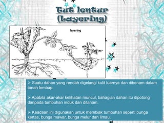  Suatu dahan yang rendah digelangi kulit luarnya dan dibenam dalam
tanah lembap.
 Apabila akar-akar kelihatan muncul, bahagian dahan itu dipotong
daripada tumbuhan induk dan ditanam.
 Keadaan ini digunakan untuk membiak tumbuhan seperti bunga
kertas, bunga mawar, bunga melur dan limau.
 