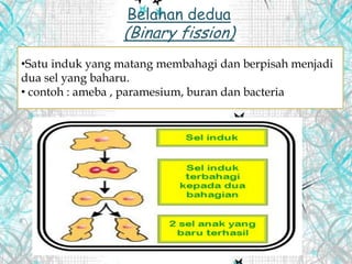 Belahan dedua
(Binary fission)
•Satu induk yang matang membahagi dan berpisah menjadi
dua sel yang baharu.
• contoh : ameba , paramesium, buran dan bacteria
 