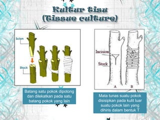 Mata tunas suatu pokok
disisipkan pada kulit luar
suatu pokok lain yang
dihiris dalam bentuk T
Batang satu pokok dipotong
dan dilekatkan pada satu
batang pokok yang lain
 