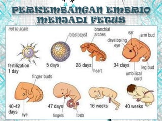 Kaedah pembiakan organisma