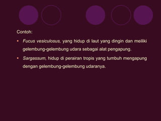 Contoh: 
 Fucus vesiculosus, yang hidup di laut yang dingin dan meiliki 
gelembung-gelembung udara sebagai alat pengapung. 
 Sargassum, hidup di perairan tropis yang tumbuh mengapung 
dengan gelembung-gelembung udaranya. 
 