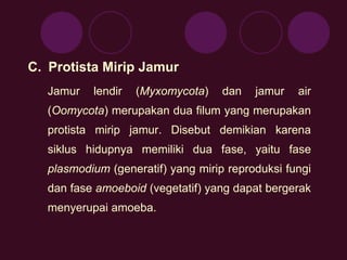C. Protista Mirip Jamur 
Jamur lendir (Myxomycota) dan jamur air 
(Oomycota) merupakan dua filum yang merupakan 
protista mirip jamur. Disebut demikian karena 
siklus hidupnya memiliki dua fase, yaitu fase 
plasmodium (generatif) yang mirip reproduksi fungi 
dan fase amoeboid (vegetatif) yang dapat bergerak 
menyerupai amoeba. 
 