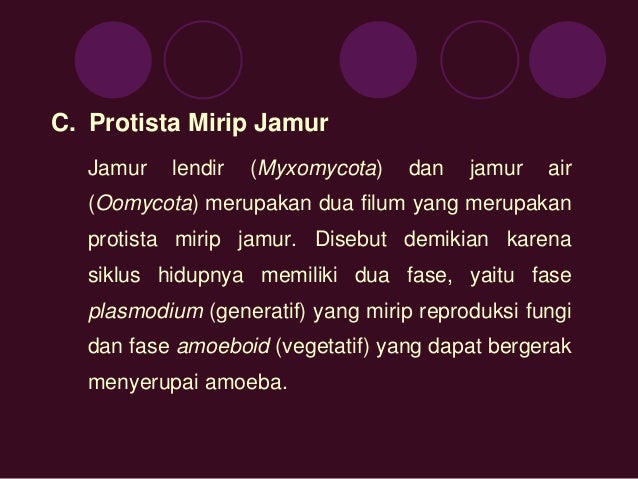 Bab 4 Protista