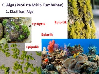 C. Alga (Protista Mirip Tumbuhan)
1. Klasifikasi Alga
Epipitik
Epipalik
Epiliptik
Epizoik
 