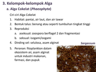 3. Kelompok-kelompok Alga
a. Alga Cokelat (Phaeophyta)
Sargassum
Ciri-ciri Alga Cokelat
1. Habitat: pantai, air laut, dan air tawar
2. Bentuk talus: benang atau seperti tumbuhan tingkat tinggi
3. Reproduksi
a. aseksual: zoospora berflagel 2 dan fragmentasi
b. seksual: isogami/oogami
4. Dinding sel: selulosa, asam alginat
5. Peranan: fitoplankton dalam
ekosistem air, asam alginat
untuk industri makanan,
farmasi, dan pupuk
 