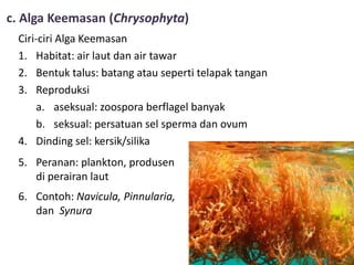 c. Alga Keemasan (Chrysophyta)
Ciri-ciri Alga Keemasan
1. Habitat: air laut dan air tawar
2. Bentuk talus: batang atau seperti telapak tangan
3. Reproduksi
a. aseksual: zoospora berflagel banyak
b. seksual: persatuan sel sperma dan ovum
4. Dinding sel: kersik/silika
5. Peranan: plankton, produsen
di perairan laut
6. Contoh: Navicula, Pinnularia,
dan Synura
 