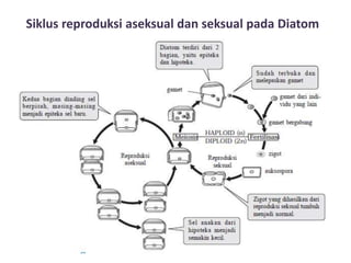 Siklus reproduksi aseksual dan seksual pada Diatom
 