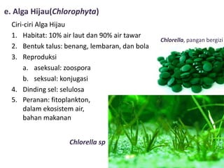 e. Alga Hijau(Chlorophyta)
Ciri-ciri Alga Hijau
1. Habitat: 10% air laut dan 90% air tawar
2. Bentuk talus: benang, lembaran, dan bola
3. Reproduksi
a. aseksual: zoospora
b. seksual: konjugasi
4. Dinding sel: selulosa
5. Peranan: fitoplankton,
dalam ekosistem air,
bahan makanan
Chlorella, pangan bergizi
Chlorella sp
 