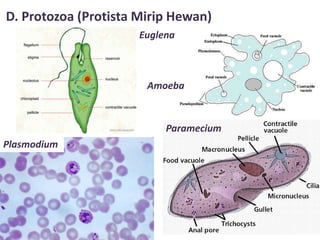 D. Protozoa (Protista Mirip Hewan)
Euglena
Amoeba
Paramecium
Plasmodium
 
