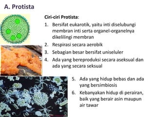 A. Protista
Ciri-ciri Protista:
1. Bersifat eukarotik, yaitu inti diselubungi
membran inti serta organel-organelnya
dikelilingi membran
2. Respirasi secara aerobik
3. Sebagian besar bersifat uniseluler
4. Ada yang bereproduksi secara aseksual dan
ada yang secara seksual
5. Ada yang hidup bebas dan ada
yang bersimbiosis
6. Kebanyakan hidup di perairan,
baik yang berair asin maupun
air tawar
 