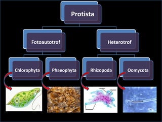 Protista
Fotoautotrof
Chlorophyta Phaeophyta
Heterotrof
Rhizopoda Oomycota
 
