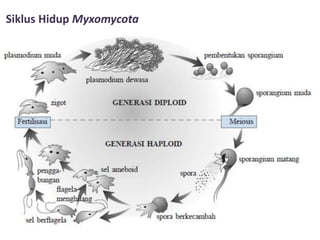 Siklus Hidup Myxomycota
 