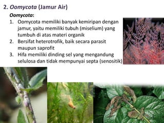 2. Oomycota (Jamur Air)
Oomycota:
1. Oomycota memiliki banyak kemiripan dengan
jamur, yaitu memiliki tubuh (miselium) yang
tumbuh di atas materi organik
2. Bersifat heterotrofik, baik secara parasit
maupun saprofit
3. Hifa memiliki dinding sel yang mengandung
selulosa dan tidak mempunyai septa (senositik)
 