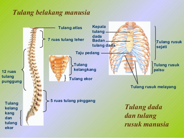 Bab 4 sistem gerak