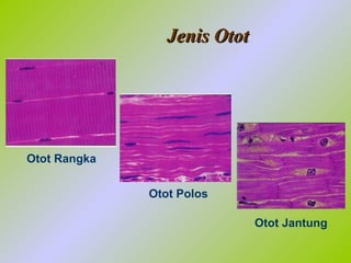 Bab 4 sistem gerak | PPT