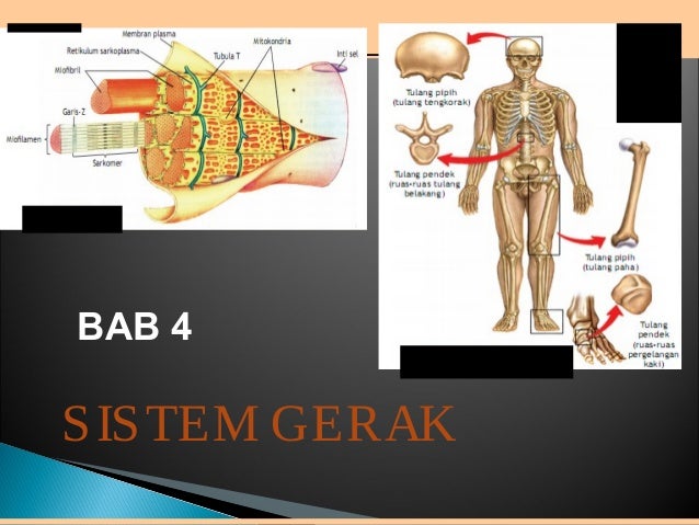 Sistem Gerak Manusia 71859123