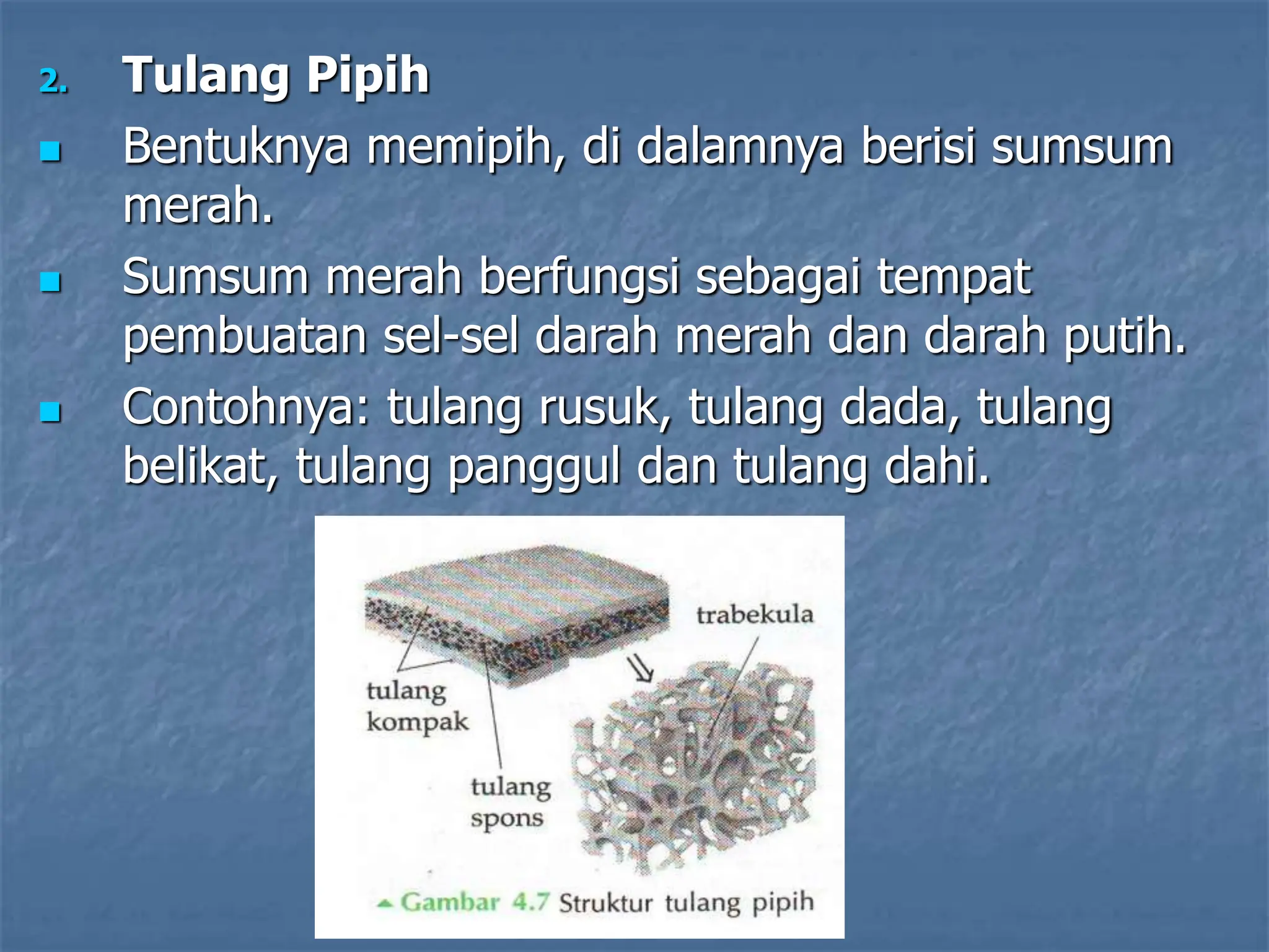 2. Tulang Pipih
 Bentuknya memipih, di dalamnya berisi sumsum
merah.
 Sumsum merah berfungsi sebagai tempat
pembuatan sel-sel darah merah dan darah putih.
 Contohnya: tulang rusuk, tulang dada, tulang
belikat, tulang panggul dan tulang dahi.
 