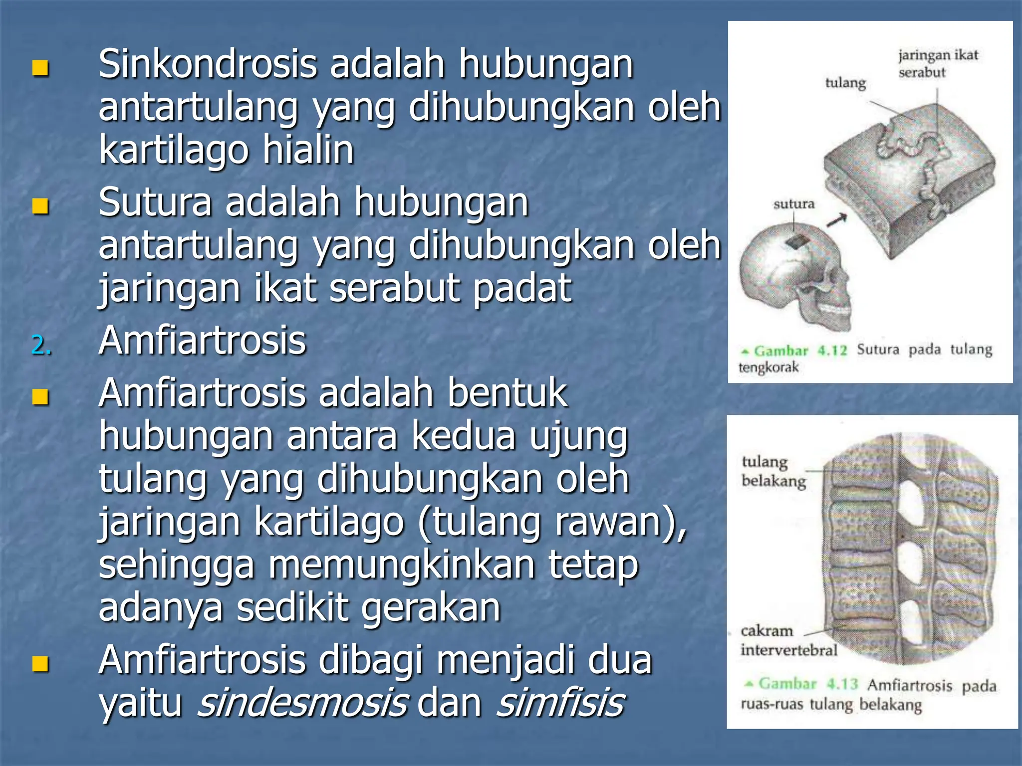  Sinkondrosis adalah hubungan
antartulang yang dihubungkan oleh
kartilago hialin
 Sutura adalah hubungan
antartulang yang dihubungkan oleh
jaringan ikat serabut padat
2. Amfiartrosis
 Amfiartrosis adalah bentuk
hubungan antara kedua ujung
tulang yang dihubungkan oleh
jaringan kartilago (tulang rawan),
sehingga memungkinkan tetap
adanya sedikit gerakan
 Amfiartrosis dibagi menjadi dua
yaitu sindesmosis dan simfisis
 